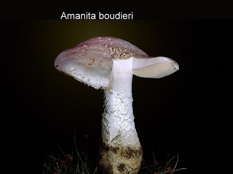 Amanita boudieri-amf232.jpg - Amanita boudieri ; Nom français: Amanite toupie